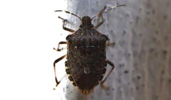 Jak se zbavit štěnic: kompletní a ověřený postup