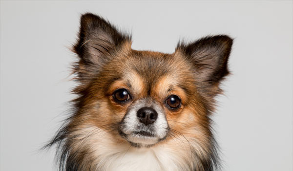 Jak zbavit domácnost chlupů od domácích mazlíčků? Praktický návod krok za krokem