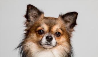 Jak zbavit domácnost chlupů od domácích mazlíčků? Praktický návod krok za krokem